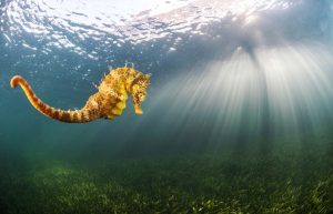 post-blog-flora-y-fauna-mar-menor-caballito-de-mar-www.restauranteslosalcazares