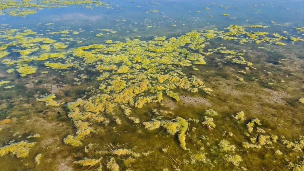 post-blog-flora-y-fauna-mar-menor-microalgas-www.restauranteslosalcazares