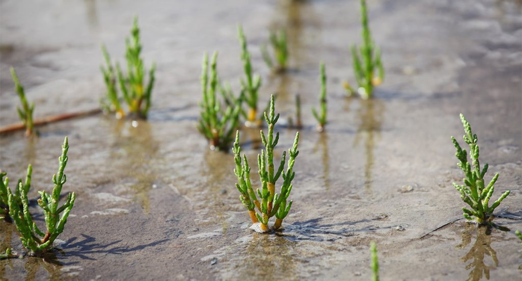 post-blog-flora-y-fauna-mar-menor-salicornia-www.restauranteslosalcazares