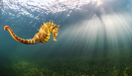 post-blog-flora-y-fauna-mar-menor-caballito-de-mar-www.restauranteslosalcazares